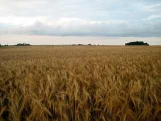 A flat field sown with cereals at sunset on a summer evening. In the distance, low trees are visible. The cloudy sky is flooded with the warm light of the setting sun.