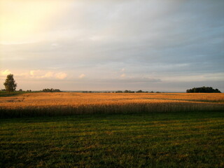 A flat field sown with cereals at sunset on a summer evening. In the distance, low trees are visible. The cloudy sky is flooded with the warm light of the setting sun.