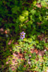 wild purple bluebells amid light and shadow. Garden wildflowers