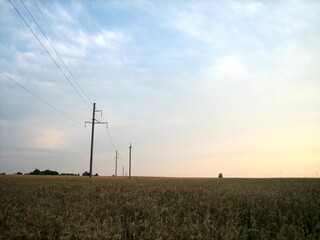 A flat field sown with cereals at sunset on a summer evening. In the distance, low trees are visible. The cloudy sky is flooded with the warm light of the setting sun.