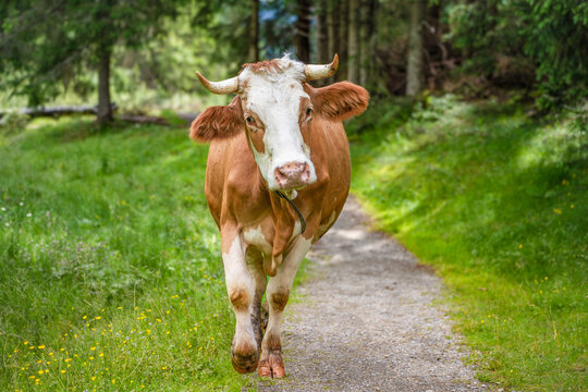 aggressiver Stier /  Milchkuh in &Ouml;sterreich in den Alpen am Obersee greift Wanderer an 