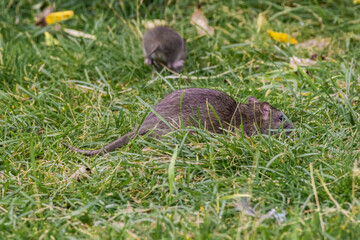 Brown Rat (Rattus norvegicus) in park