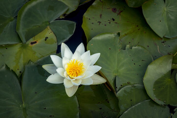 Flowering water lily on a pond in summer