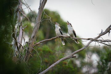 laughing kookaburra