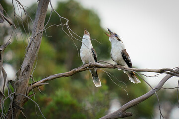 laughing kookaburra