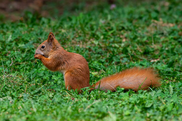 Red squirrel in grass, Sciurus vulgaris in spring, sumer scene