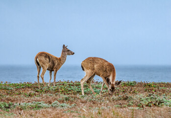 Naklejka na ściany i meble Mule Deers (Odocoileus hemionus) in Bodega Bay area, California, USA