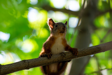 Red squirrel sit on branch in spring scene, Sciurus vulgaris in summer scene