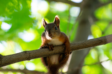 Naklejka na ściany i meble Red squirrel sit on branch in spring scene, Sciurus vulgaris in summer scene