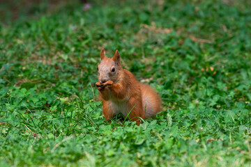 Red squirrel in grass, Sciurus vulgaris in spring, sumer scene