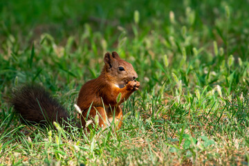 Red squirrel in grass, Sciurus vulgaris in spring, sumer scene