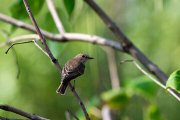 Muscicapa striata sit on tree
Spotted flycatcher sit on branch Volgograd region, Russia.