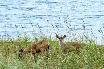 Mule Deers (Odocoileus hemionus) in Bodega Bay area, California, USA
