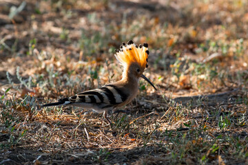 A hoopoe walks through a clearing in search of tasty larvae. Upupa epops sit on ground
Spotted flycatcher sit on branch Volgograd region, Russia.