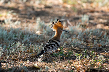 Obraz premium A hoopoe walks through a clearing in search of tasty larvae. Upupa epops sit on ground Spotted flycatcher sit on branch Volgograd region, Russia.