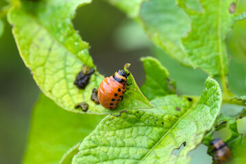 Colorado potato beetle larvae eat potato leaves. Pests of agriculture. Harvest destruction.