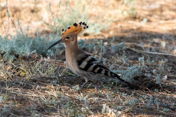 A hoopoe walks through a clearing in search of tasty larvae. Upupa epops sit on ground
Spotted flycatcher sit on branch Volgograd region, Russia.