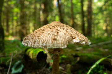 A large white forest mushroom with a long stem. Like an umbrella
