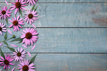 Beautiful echinacea flowers on light blue wooden table, flat lay. Space for text - obrazy, fototapety, plakaty