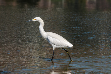 Snowy Egret (Egretta thula) in Malibu lagoon, California, USA