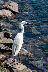 Snowy Egret (Egretta thula) in Malibu lagoon, California, USA