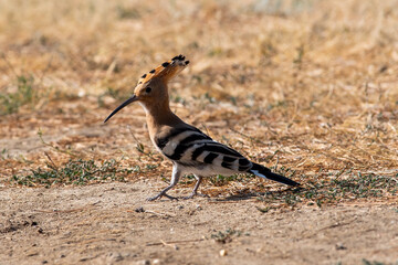 Obraz na płótnie Canvas A hoopoe walks through a clearing in search of tasty larvae. Upupa epops sit on ground Spotted flycatcher sit on branch Volgograd region, Russia.