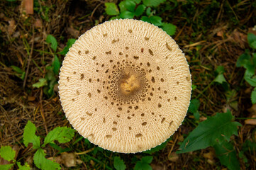 A large white forest mushroom with a long stem. Like an umbrella