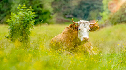 glückliche Milchkühe in Österreich in den Alpen am Obersee
