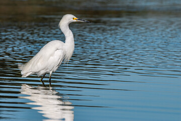 Snowy Egret (Egretta thula) in Malibu lagoon, California, USA