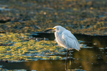 Snowy Egret (Egretta thula) in Malibu lagoon, California, USA