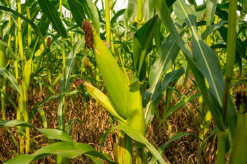 Large green corncob on a bush close-up