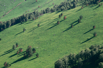landscape with trees