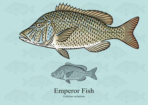 Emperor fish. Vector illustration with refined details and optimized stroke that allows the image to be used in small sizes (in packaging design, decoration, educational graphics, etc.)