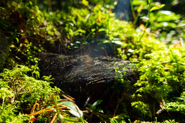 Cobweb in the forest near the moss on a sunny day