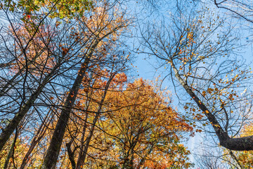 Fall Tree Tops