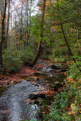 Evergreens and Stream
