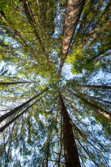 pine forest seen from below,  blue sky
