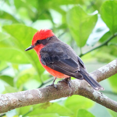 male cardinal on a branch