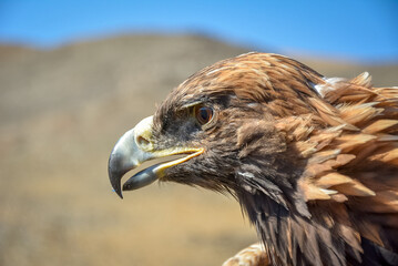Golden eagles headshot, Mongolia.
