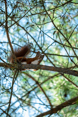 squirrel on a branch in a pine forest