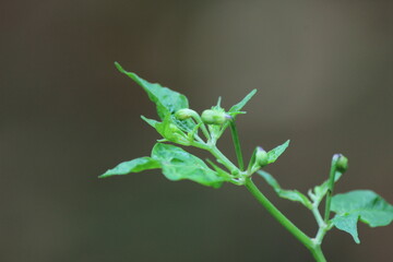 NuMex Twilight chile plant with fruit and buds