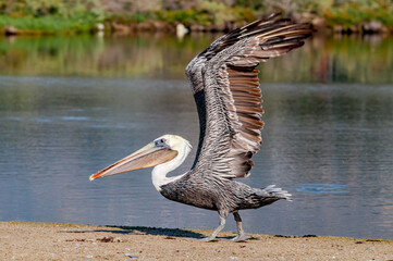 Brown Pelican (Pelecanus occidentalis) in Malibu Lagoon, California, USA