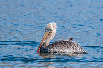 Brown Pelican (Pelecanus occidentalis) in Malibu Lagoon, California, USA