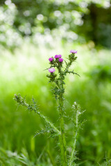 A thistle plant in the field, Onopordum Acanthium