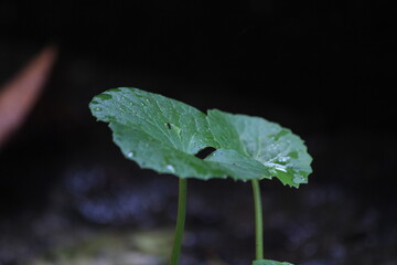 Centella asiatica, commonly known as Gotu Kola, kodavan, Indian pennywort and Asiatic pennywort