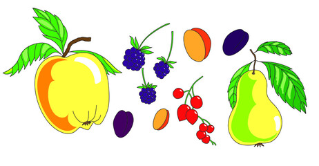 Autumn.Vector set. Apple, pear, plum,Hawthorn, blackberry, apricot, leaves. Harvest. Freehand flat illustration.
