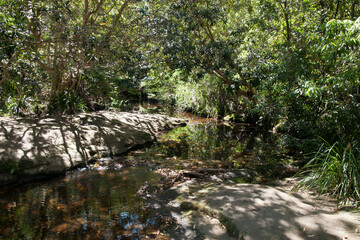 Sydney Australia, view of bushland along river in the public North Paramatta reserve