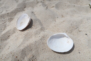 Fototapeta na wymiar white mollusc shells on the sand beach