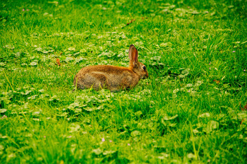 Kaninchen auf grüner Wiese