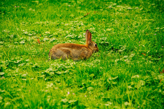 Kaninchen auf gr&uuml;ner Wiese